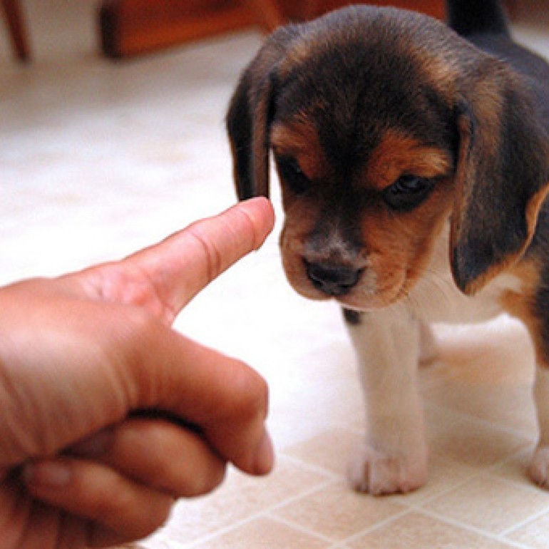 Причины, почему щенок плохо ест, и советы, как справиться с проблемой | блог ветклиники "беланта"