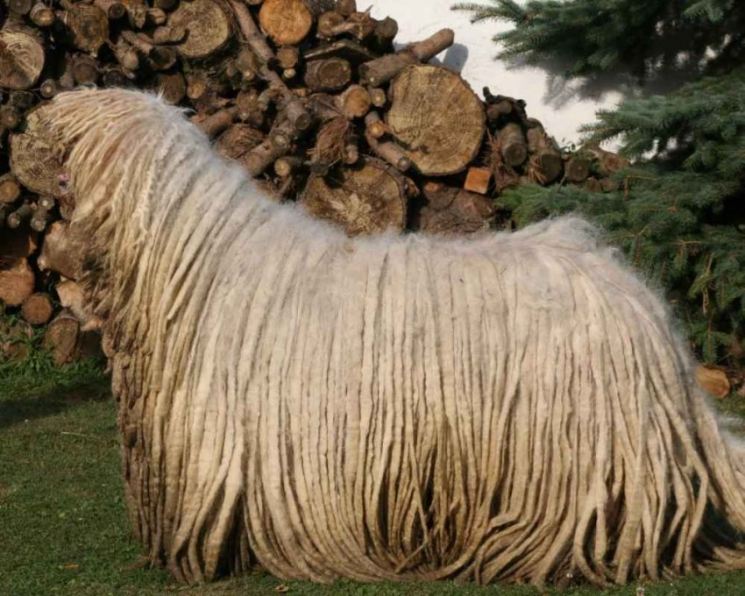 Венгерская овчарка (комондор): фото и описание древней породы собак