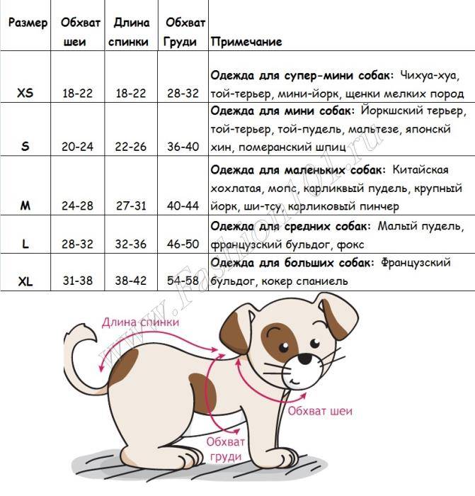 Нормальная температура у собак: показатели у крупных и мелких пород, температура у щенков