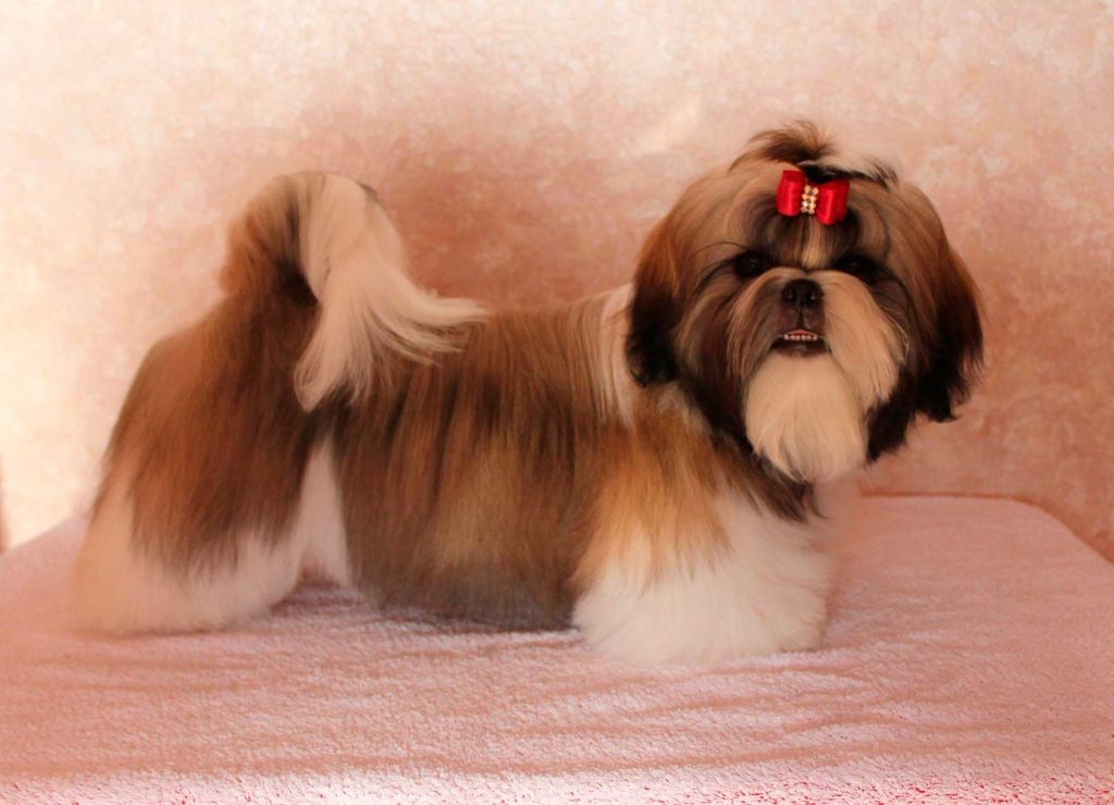 Описание декоративной породы собак ши-тцу с фото