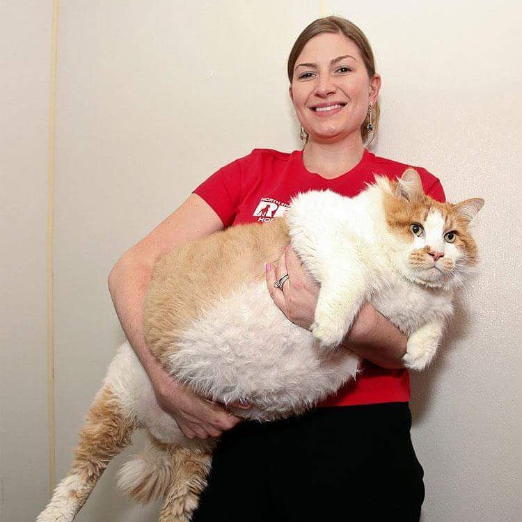 Самые толстые коты в мире - фото и описание