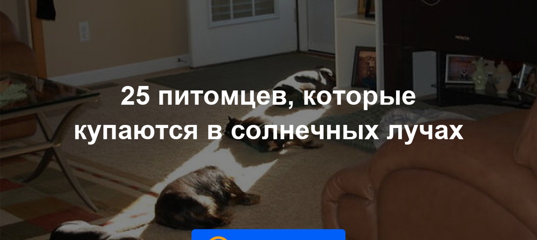 ᐉ собаки, которые точно будут портить вещи в доме - zoovet24.ru