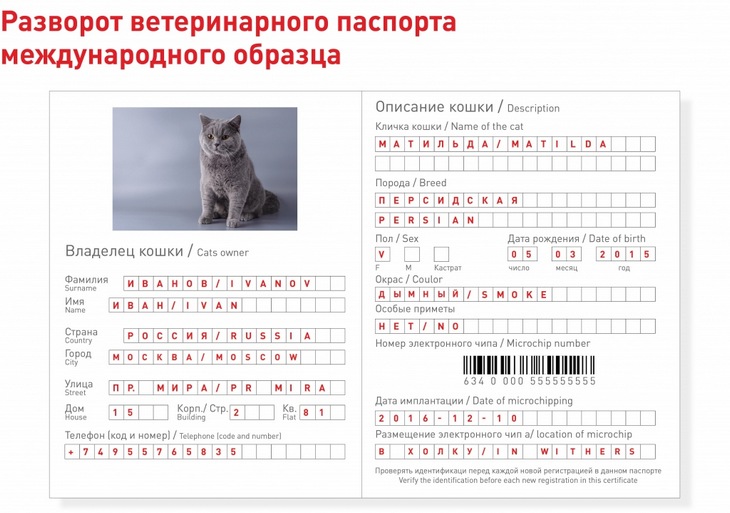 ᐉ как сделать ветпаспорт для собаки? - zoomanji.ru