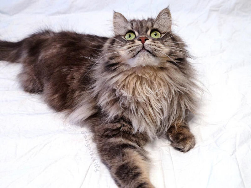 Сибирская кошка: все о кошке, фото, описание породы, характер, цена