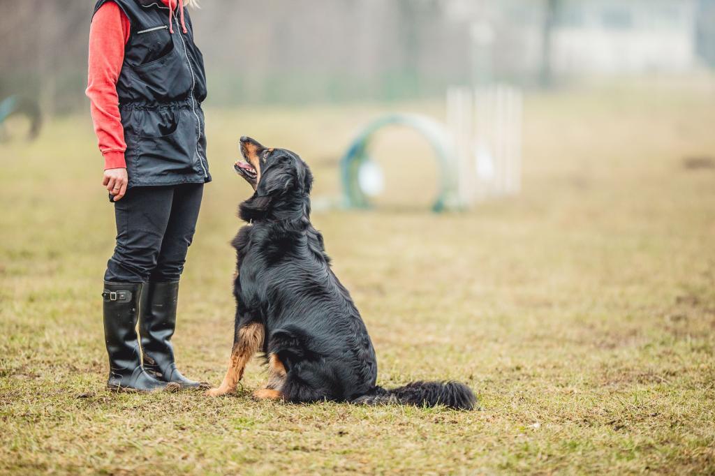 Окд, общий курс дрессировки собак: описание основных команд и рекомендации