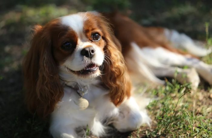 Кавалер-кинг-чарльз-спаниель: описание породы, характер собаки и щенка, фото, цена
