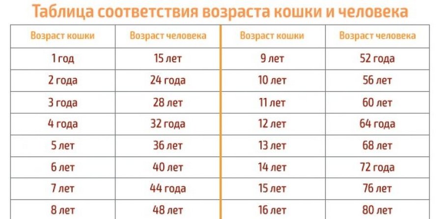 2005 год сколько лет. Возраст кошки по человеческим меркам таблица. Таблица возраста кошек и человека. Кошачий Возраст по человеческим меркам. Кошачий Возраст по человеческим меркам 10 лет таблица.