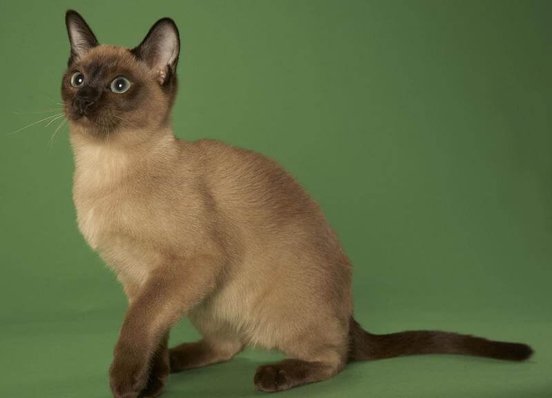 Тонкинез (тонкинская кошка): описание породы, внешний вид и фото | zoodom
