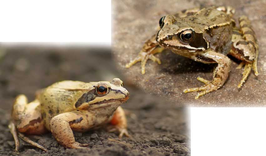 Травяная лягушка: описание, фото, места обитания, образ жизни