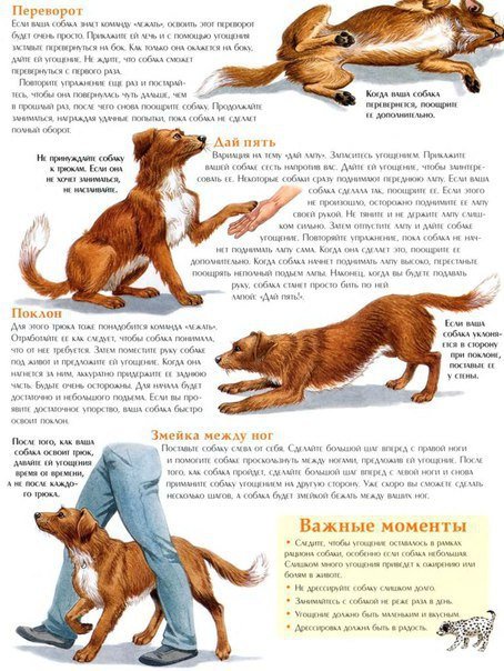 Команды для собак: когда и как обучать