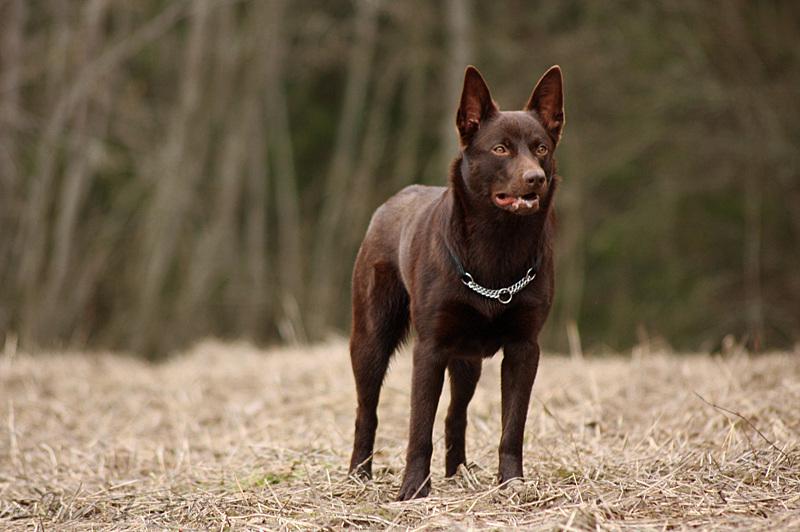 Келпи порода собак. описание, особенности, уход и цена келпи | животный мир
