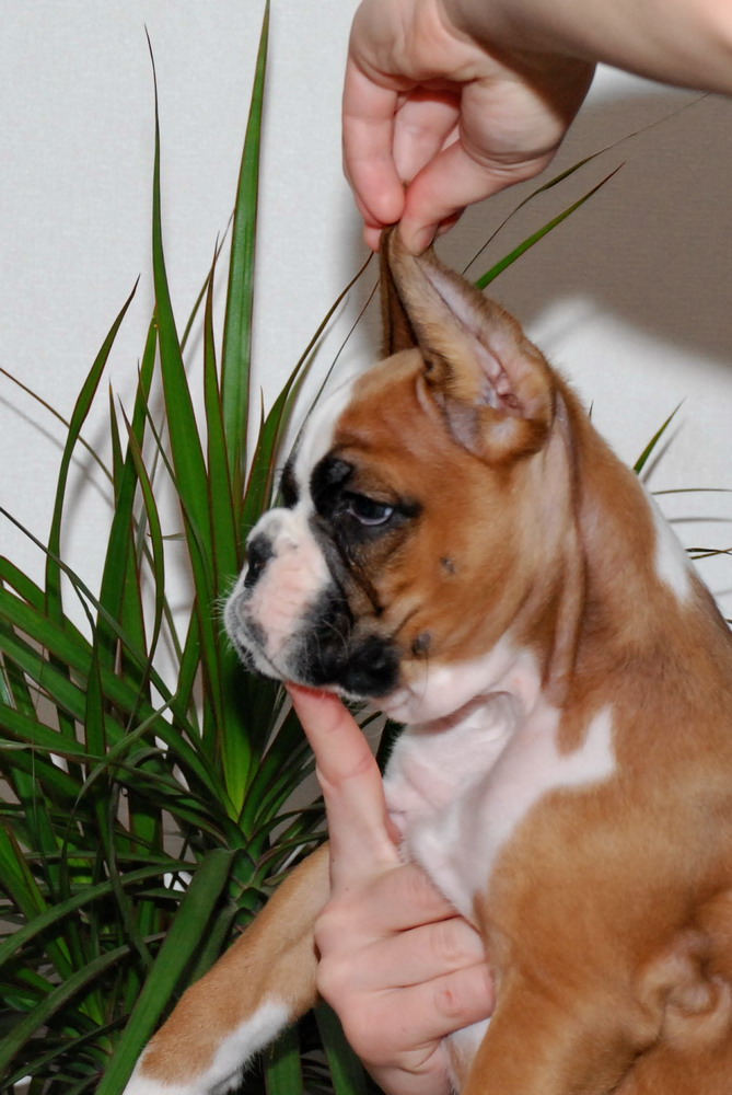 Зачем купируют уши и хвосты собакам, как проводят эти процедуры
зачем купируют уши и хвосты собакам, как проводят эти процедуры