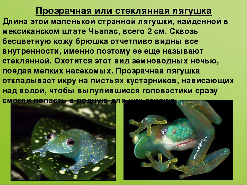 Самые необычные лягушки в мире - 1