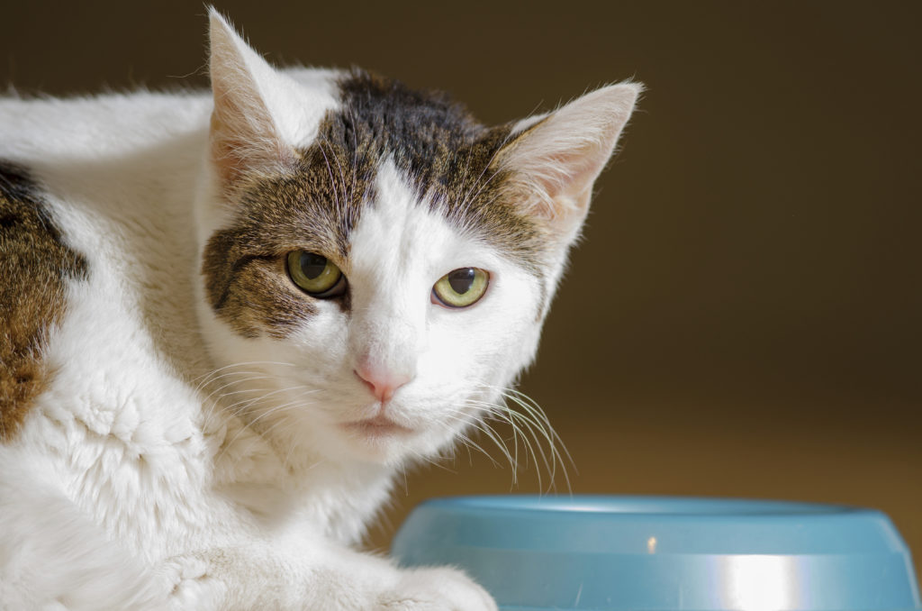 Почему кошки закапывают еду | миску с едой лапой