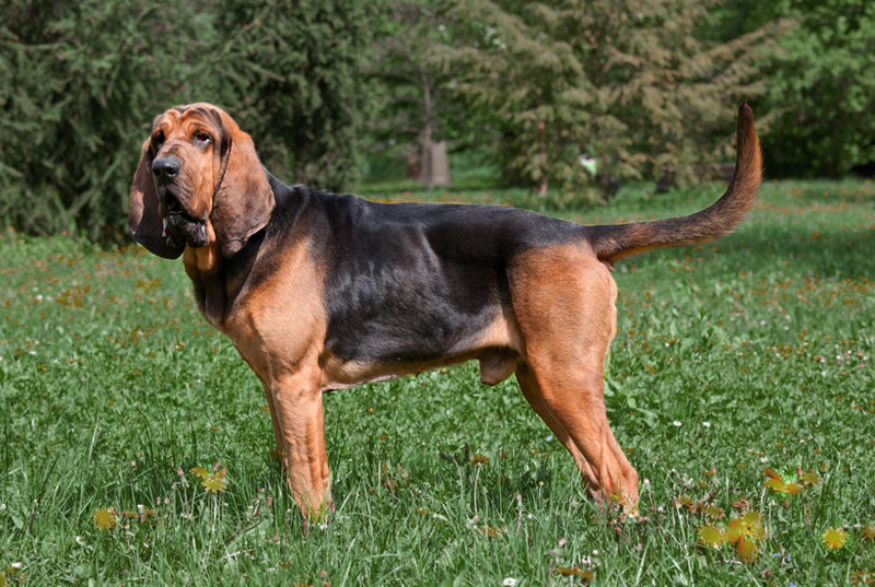 Бладхаунд собака фото, описание породы, цена щенка, отзывы