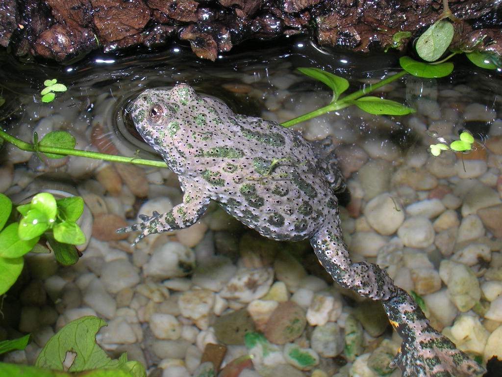 Носатая жаба | мир животных и растений
