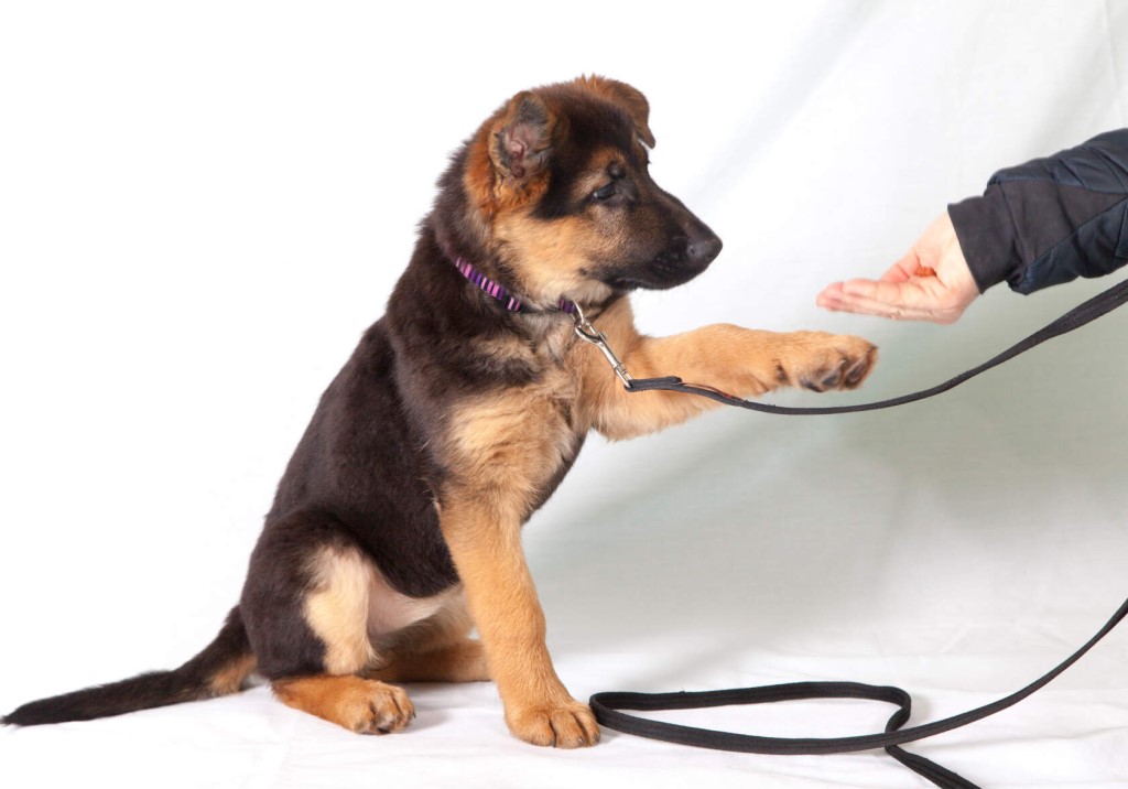Дрессировка щенка: эффективные методы от кинологов, учим команды дома