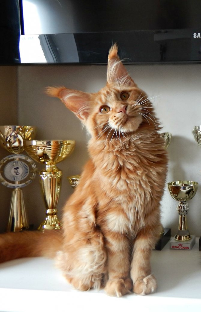 Рейтинг самых умных пород кошек: топ-10 усатых умниц