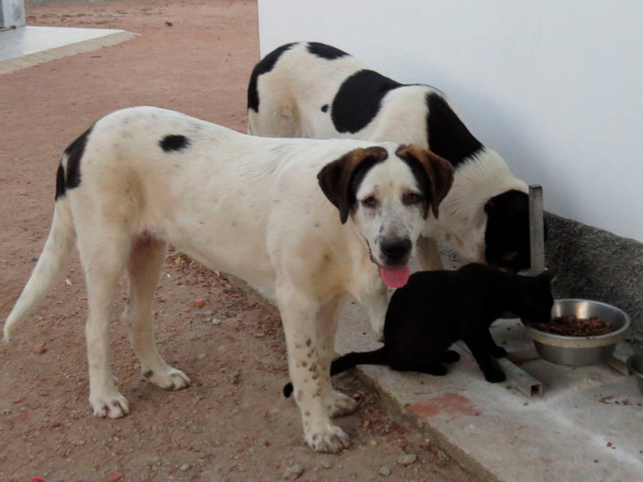 8 португальских пород собак, с которыми вы должны познакомиться