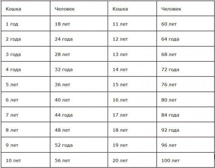 Кошачий возраст по человеческим меркам таблица фото на русском языке бесплатно