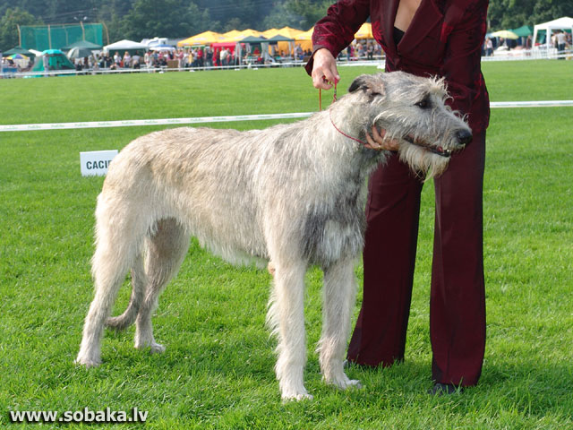 ᐉ содержание волкодава: описание породы, уход, фото собак - zoovet24.ru