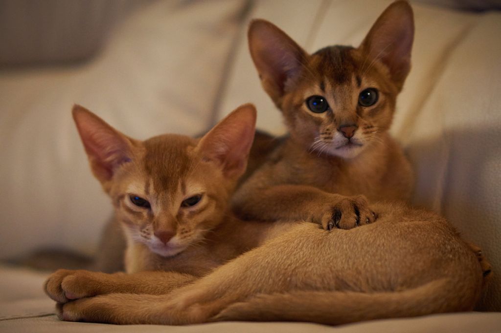 Самые милые породы кошек: топ 25 пород