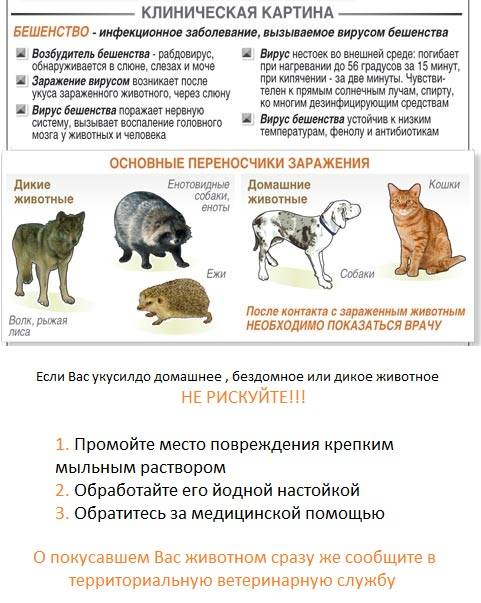 Какие болезни могут передаться хозяину от кошки или собаки - gafki.ru