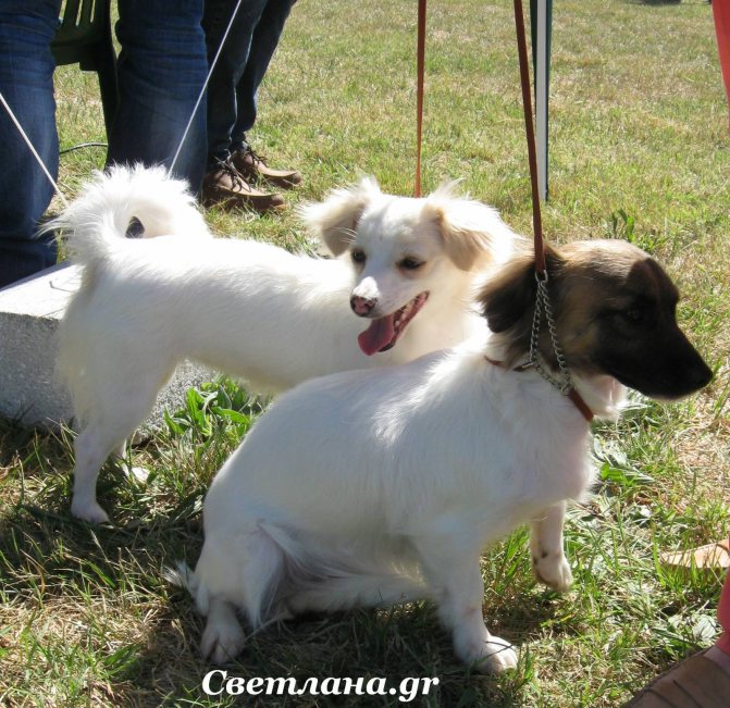 Алопекис (малая греческая домашняя собака): цена, описание породы