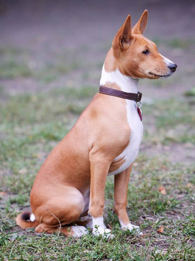 Басенджи (африканская нелающая собака): описание породы, характер, особенности, цена щенков, фото