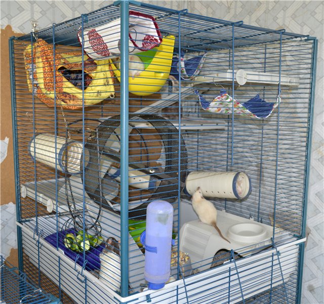 Что нужно знать о домашних декоративных мышах