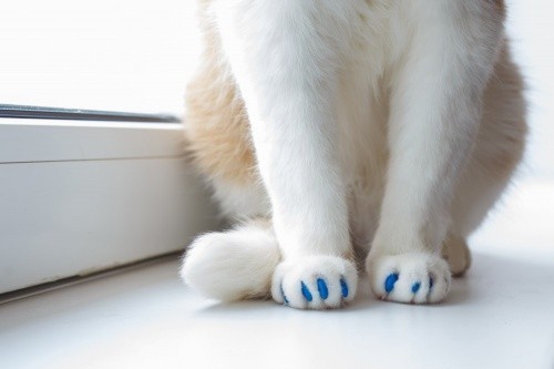 Антицарапки для кошек (40 фото): инструкция по применению накладок на когти. вредны ли колпачки для когтей? на сколько их хватает? как правильно выбрать размер?