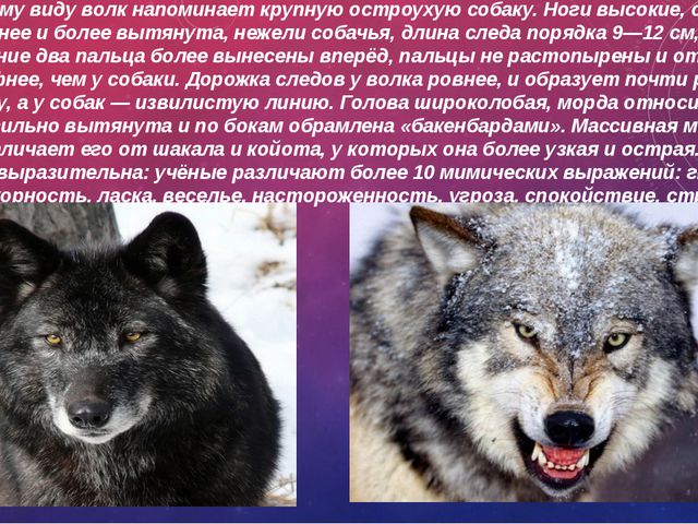 Волкособ: фото и цена щенков гибрида собаки и волка, характеристика чехословацкой волчьей породы (влчак), описание, размеры, сколько стоит вольфхунд (волкопес) в россии?