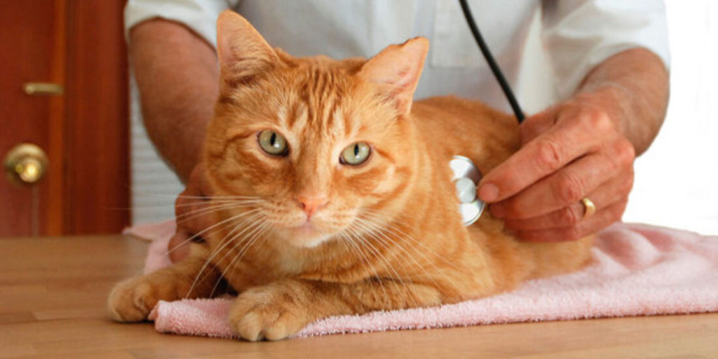 Кот после кастрации: как ухаживать за животным в первые дни, когда его можно кормить и мыть? - kotiko.ru