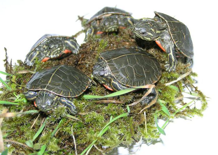 Чем кормить маленьких красноухих черепах?