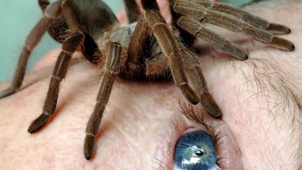 Укус тарантула: причины, симптомы, первая помощь, последствия