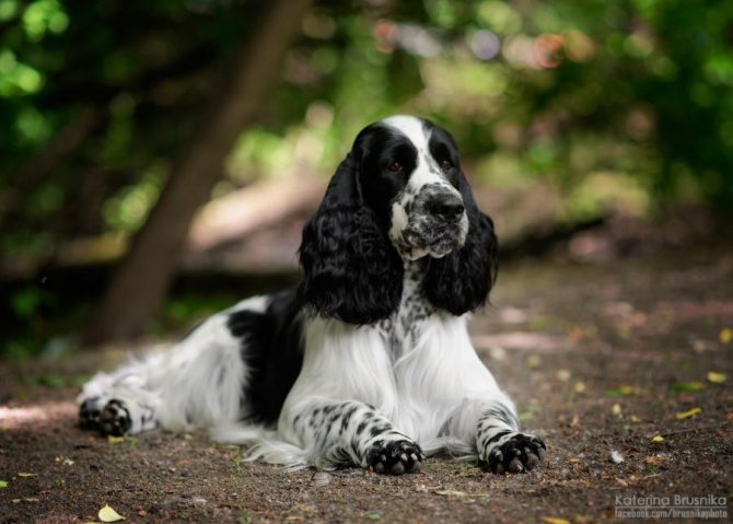 Описание породы собак английский спрингер спаниель с отзывами владельцев и фото