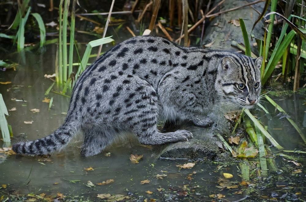 Рыбья кошка, кот-рыболов, виверровый кот