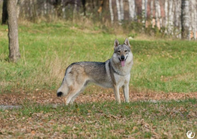 Чехословацкий влчак (волчья порода собак)