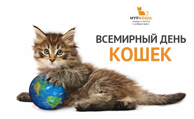 Всемирный день кошки и кота: какого числа отмечают в россии и в других странах - 1 марта или 8 августа, как проходит международный праздник