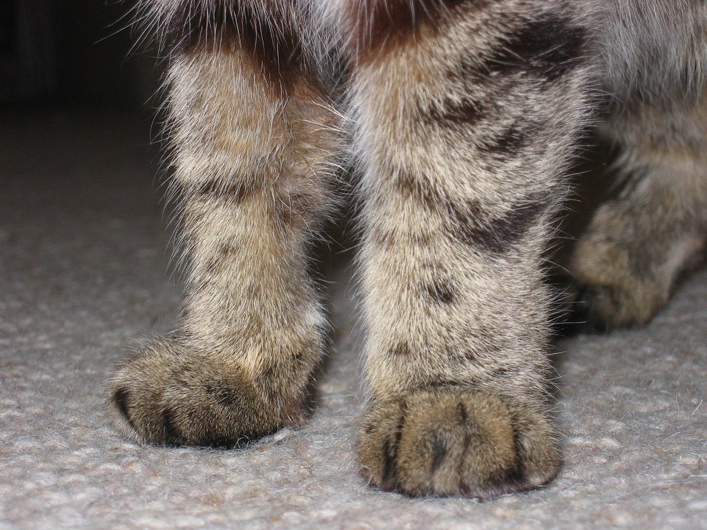 Сколько когтей на передней лапе у кошки. сколько пальцев должно быть у кошки и кота | здоровье человека
