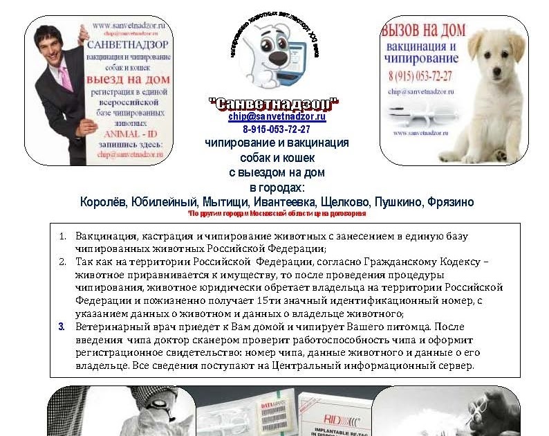 ᐉ чипирование собаки - ➡ motildazoo.ru