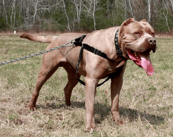 Американский бандог (56 фото): описание породы, характер собак, уход за щенками и правила кормления