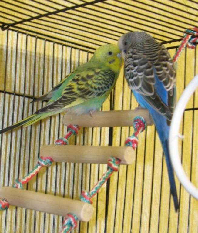 Клички для волнистых попугайчиков девочек