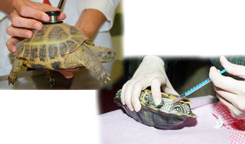 Наиболее распространенные заболевания черепах. красноухие черепахи