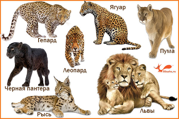 Чем отличаются хищники. Тигр Лев леопард Ягуар гепард. Гепард леопард Ягуар. Лев, тигр, леопард Ягуар, пантера. Ягуар леопард гепард отличия.