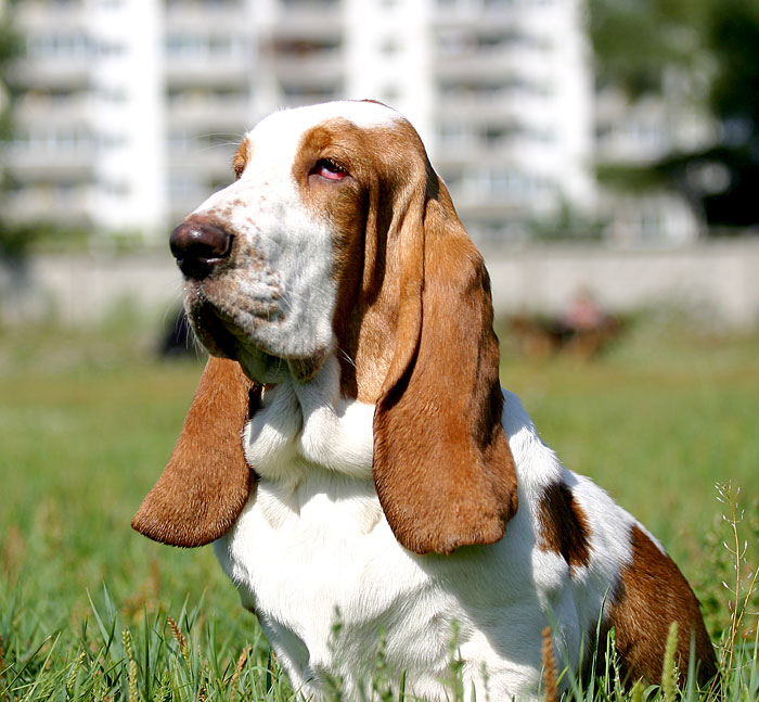 Охотничья собака фото с длинными ушами фото