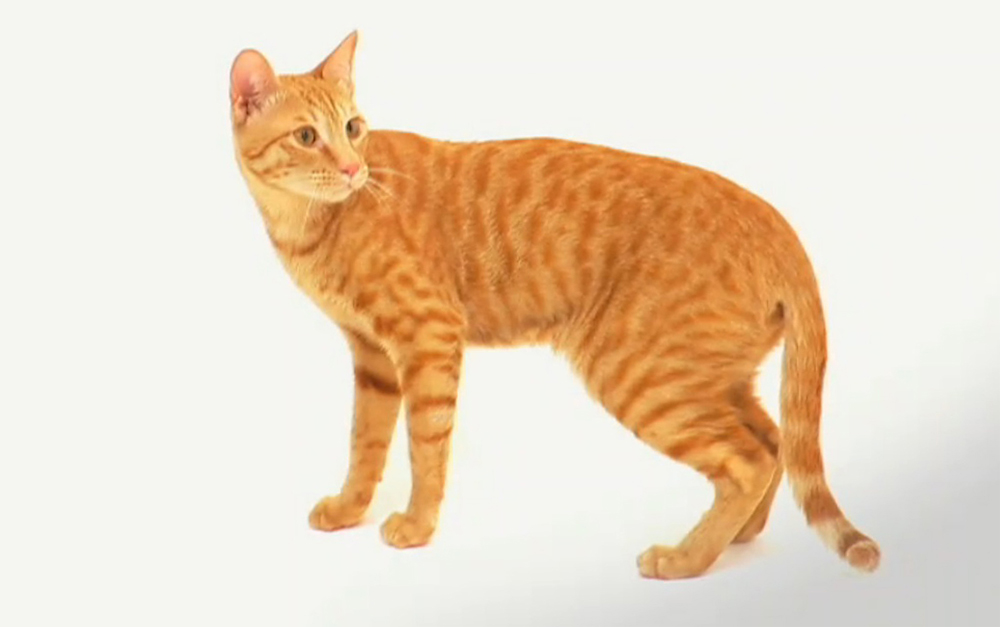 Порода кошек аравийский мау – правила ухода и содержания