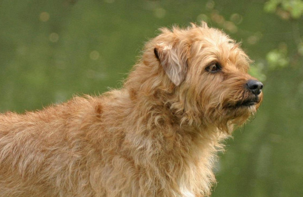 Порода собаки голландский смаусхонд