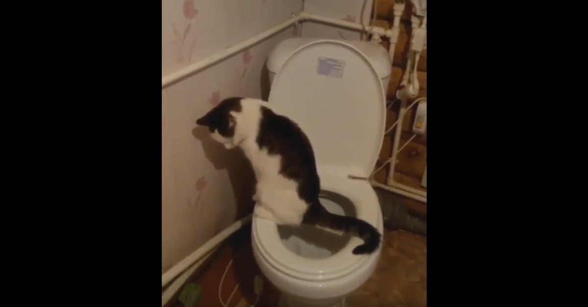 Кошка часто ходит в туалет по маленькому - почему?