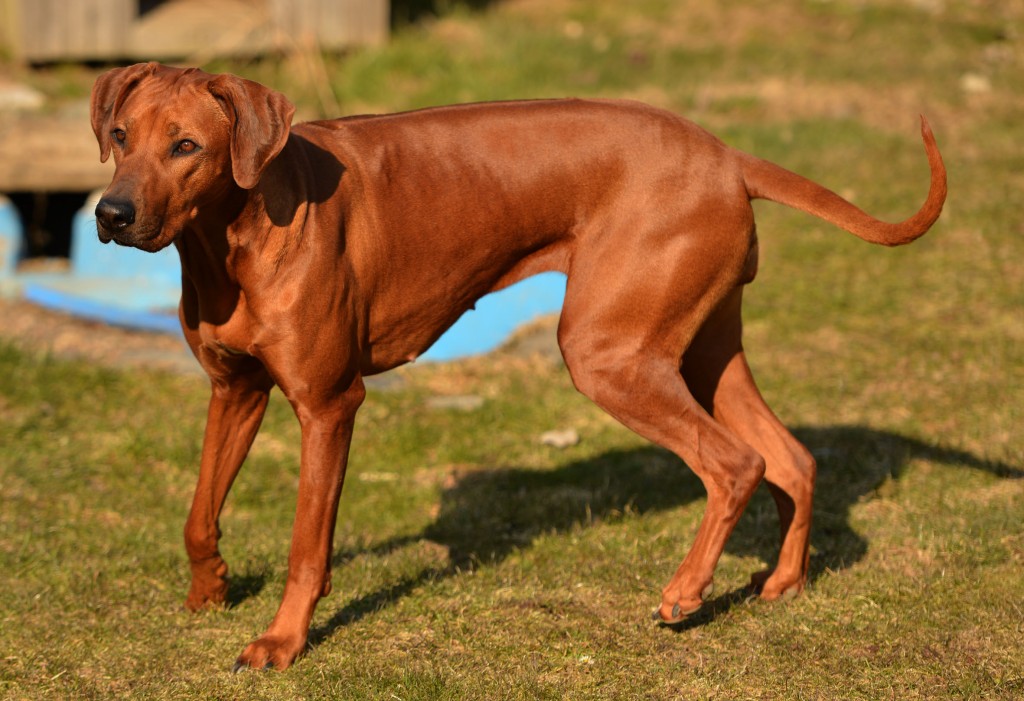 Родезийский риджбек: описание породы, уход, выбор щенка